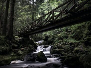 Black forest rustic decor